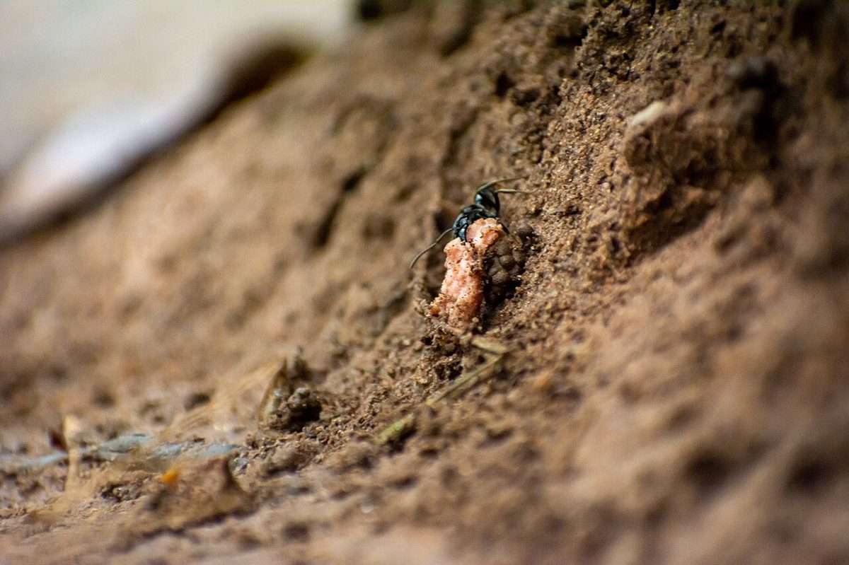 Meilleur Anti-Fourmis en 2026 : Guide d'Achat