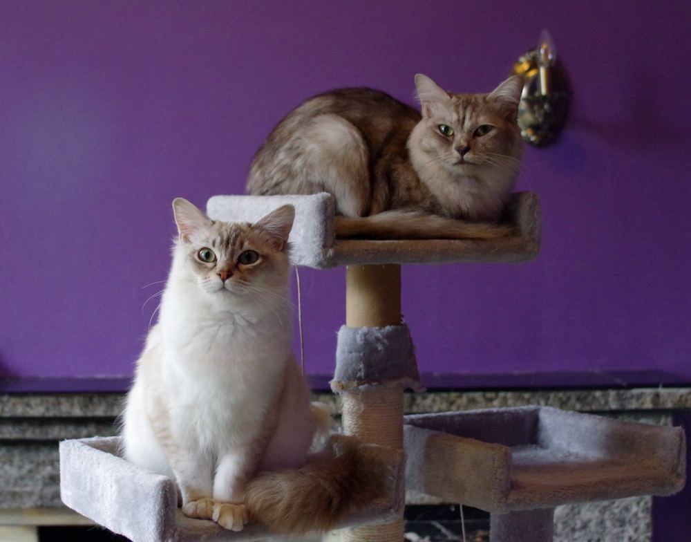 Meilleur Arbre à Chat en 2026 : Guide d'Achat