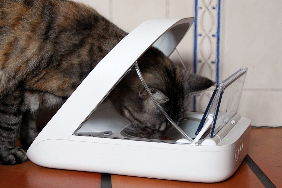 Meilleur Distributeur de Croquettes Automatique pour Chat en 2026