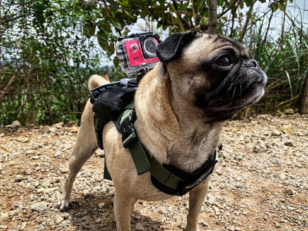 Meilleur Harnais pour Chien en 2026 : Guide d'Achat