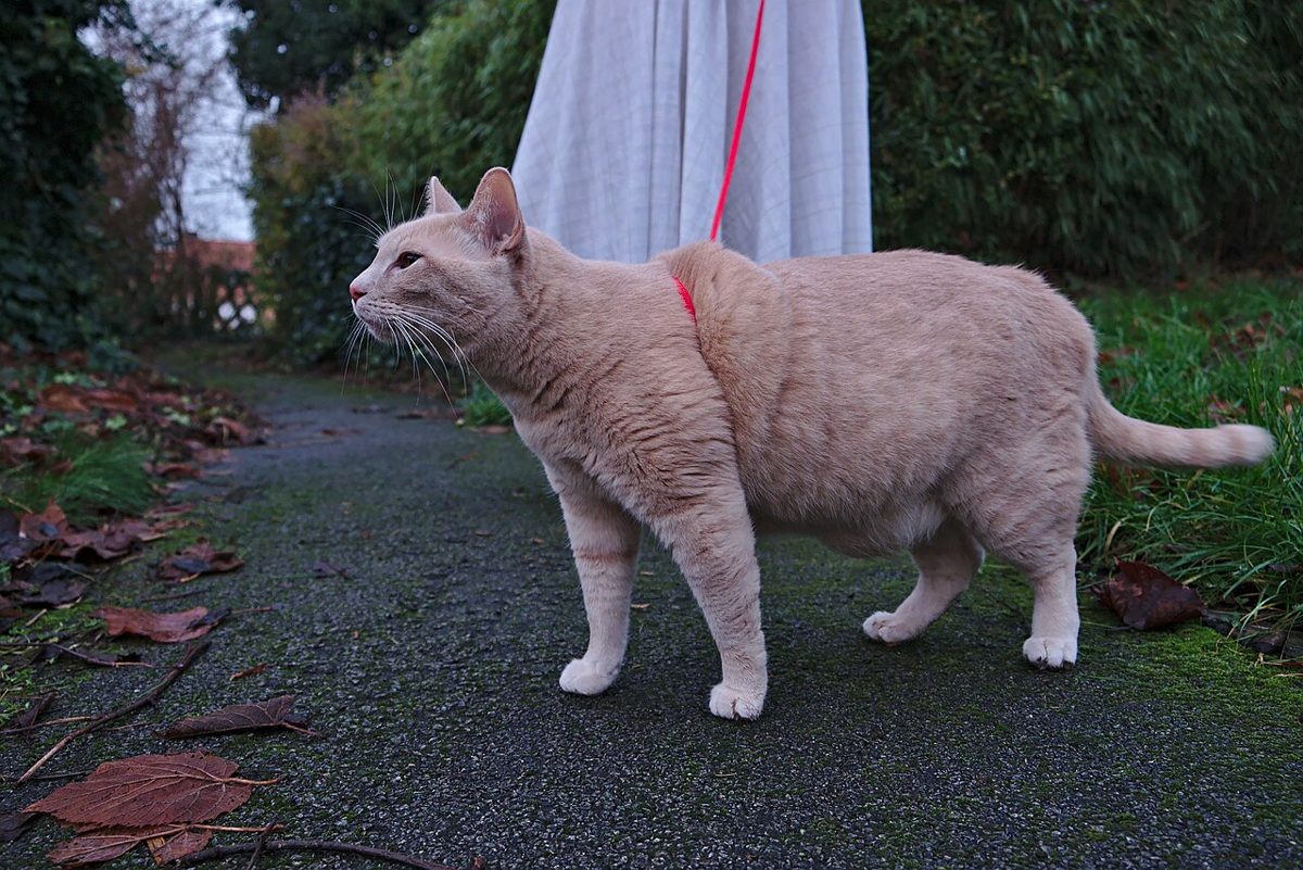 Meilleur Harnais pour Chat en 2026