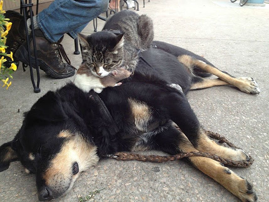 Meilleur Tapis Rafraîchissant Chien et Chat en 2026
