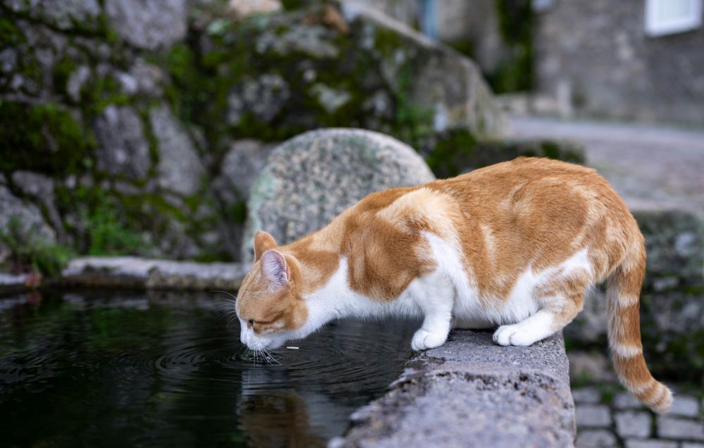 Fontaine à eau pour chat : notre sélection 2026