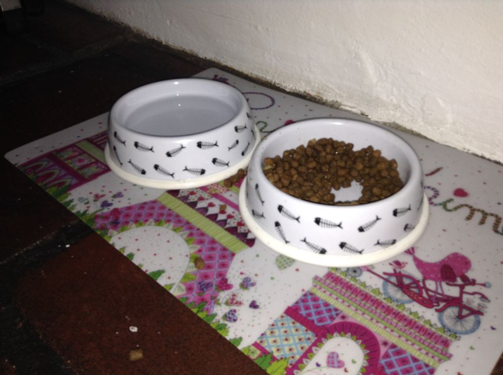 Meilleure Nourriture pour Chats en 2026 : Guide d'Achat