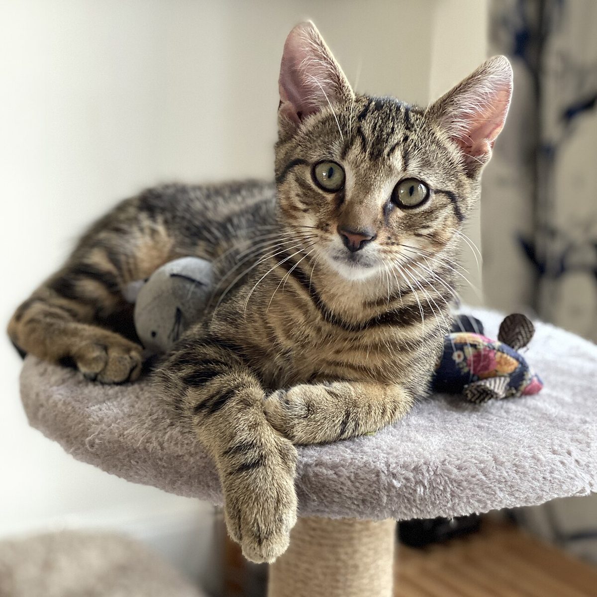 Meilleurs Jouets pour Chat en 2026 : Notre Sélection